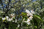 20 Fiori di ciliegio